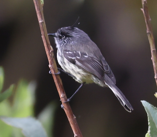 Tufted Tit-tyrant