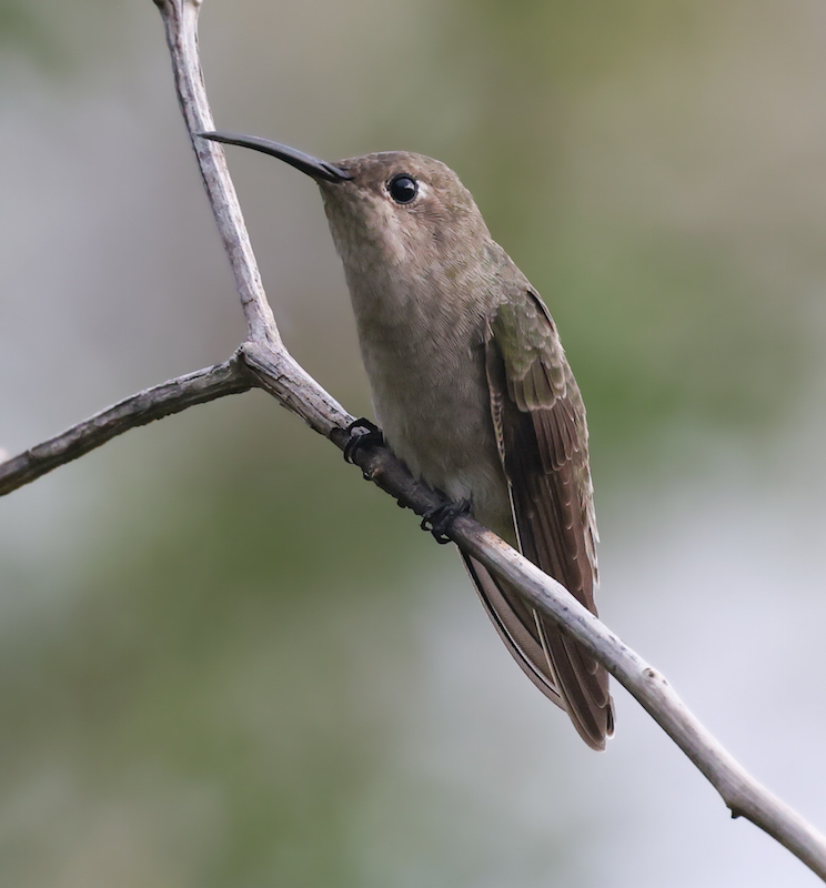 Tumbes Hummingbird