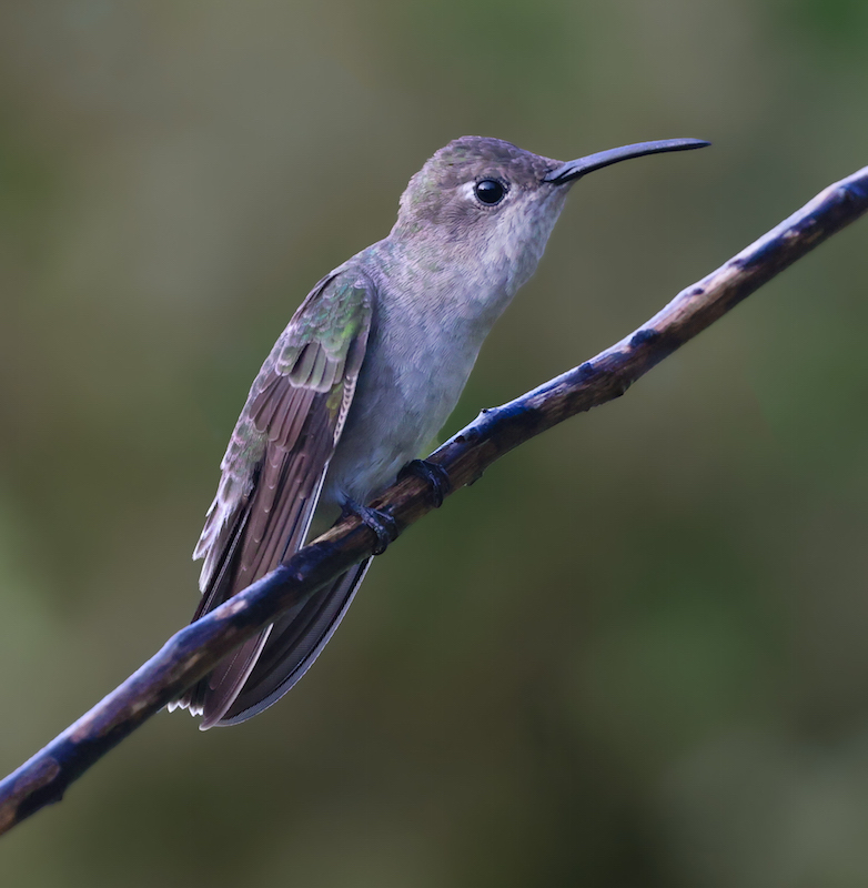 Tumbes Hummingbird