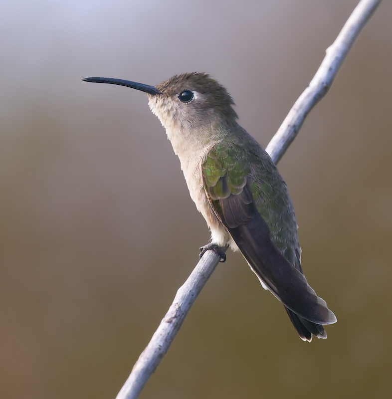 Tumbes Hummingbird