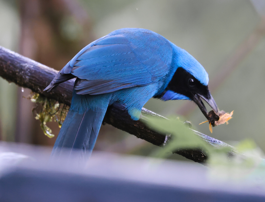Turquoise Jay
