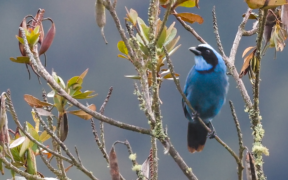 Turquoise Jay