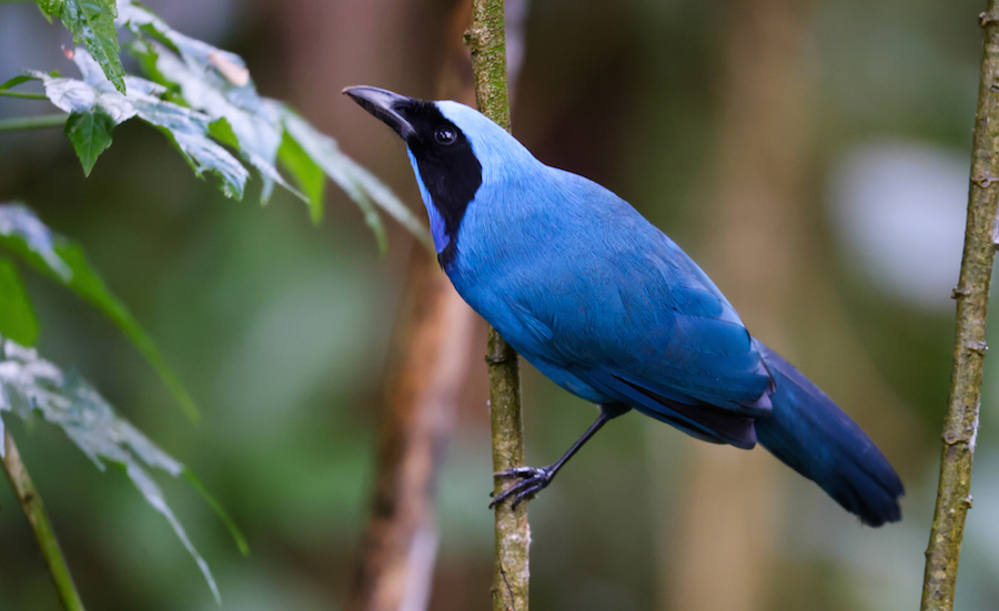 Turquoise Jay