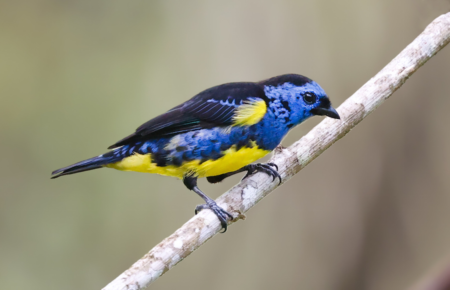 Turquoise Tanager