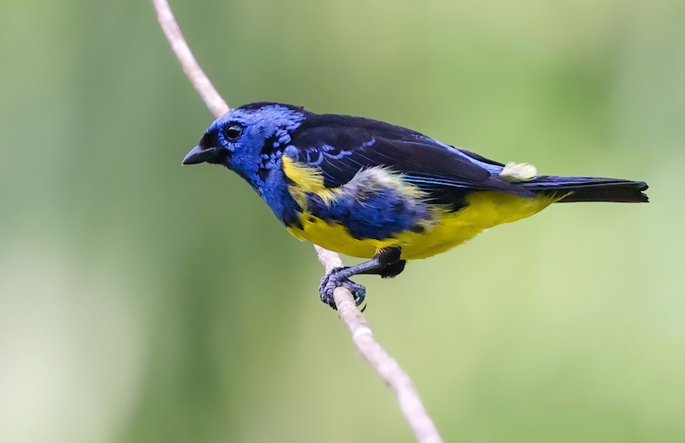 Turquoise Tanager