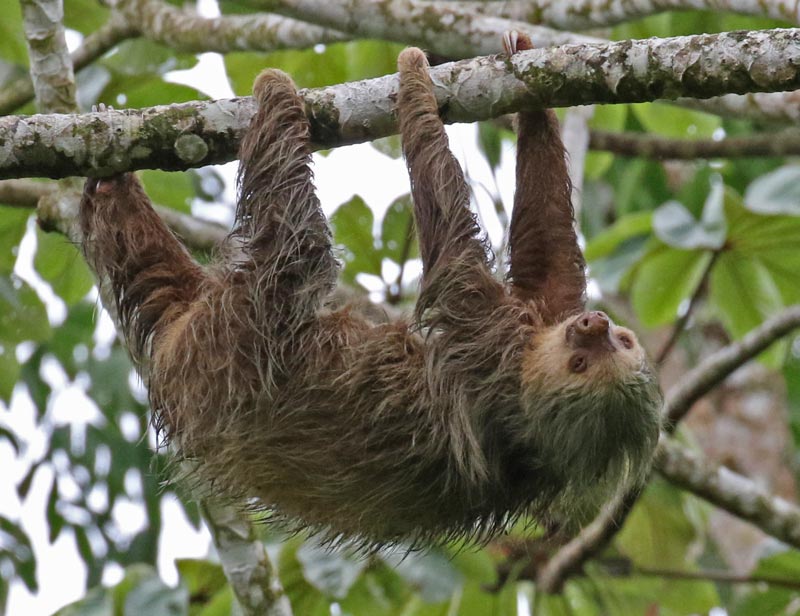 Hoffman's (Two-toed) Sloth