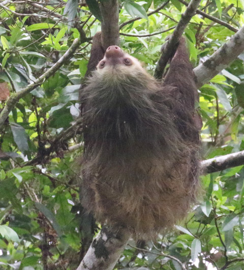 Hoffman's (Two-toed) Sloth