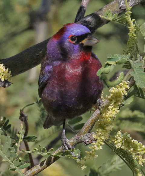 Varied Bunting (adult male)