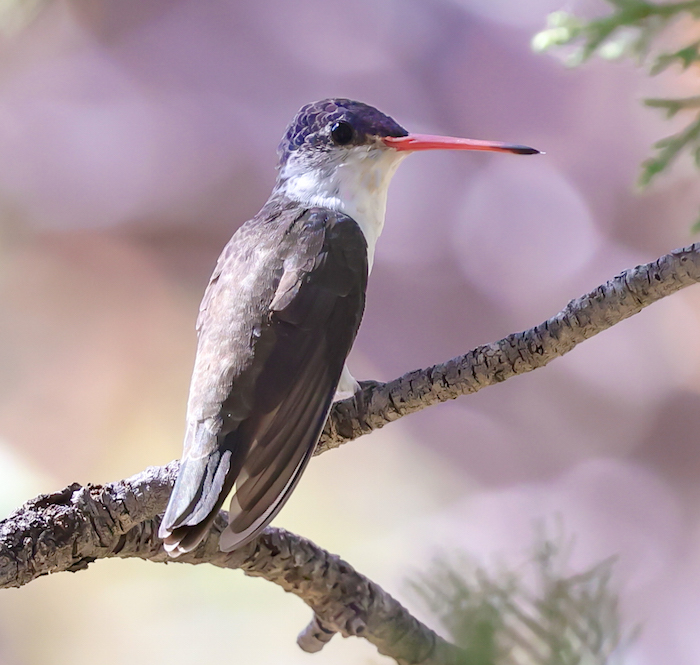 Violet-crowned Hummingbird