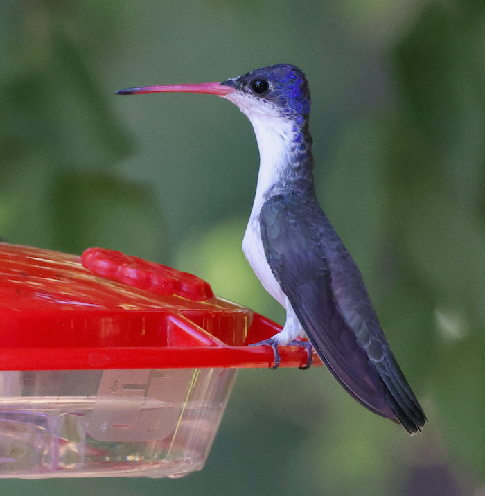 Violet-crowned Hummingbird