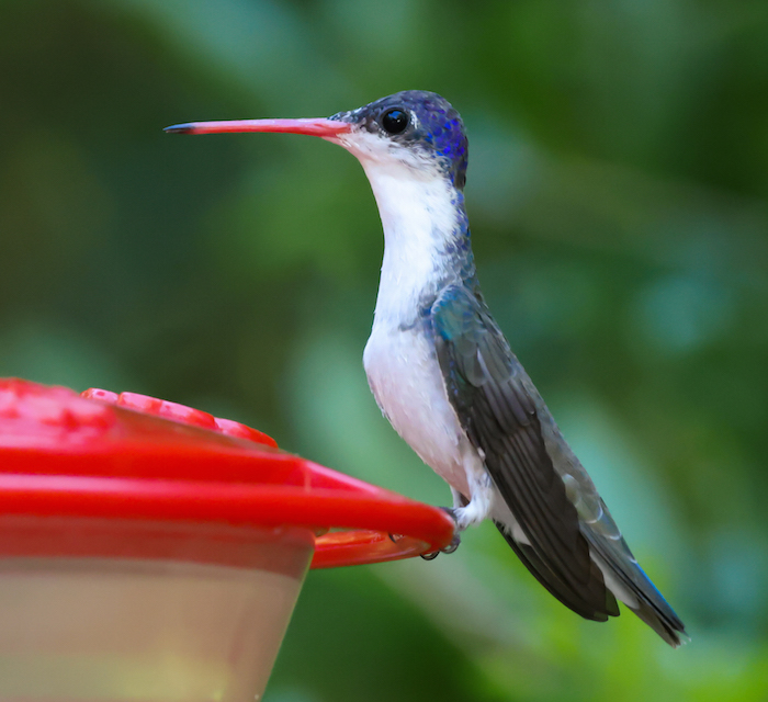 Violet-crowned Hummingbird