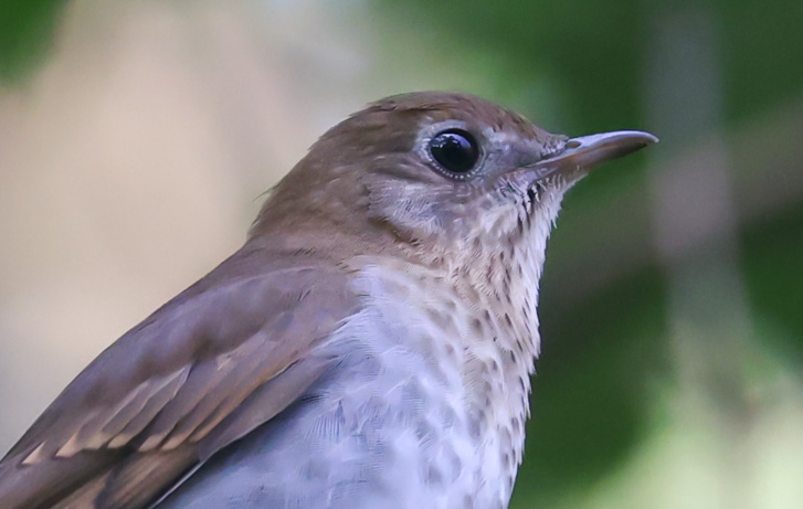 Veery photo #8