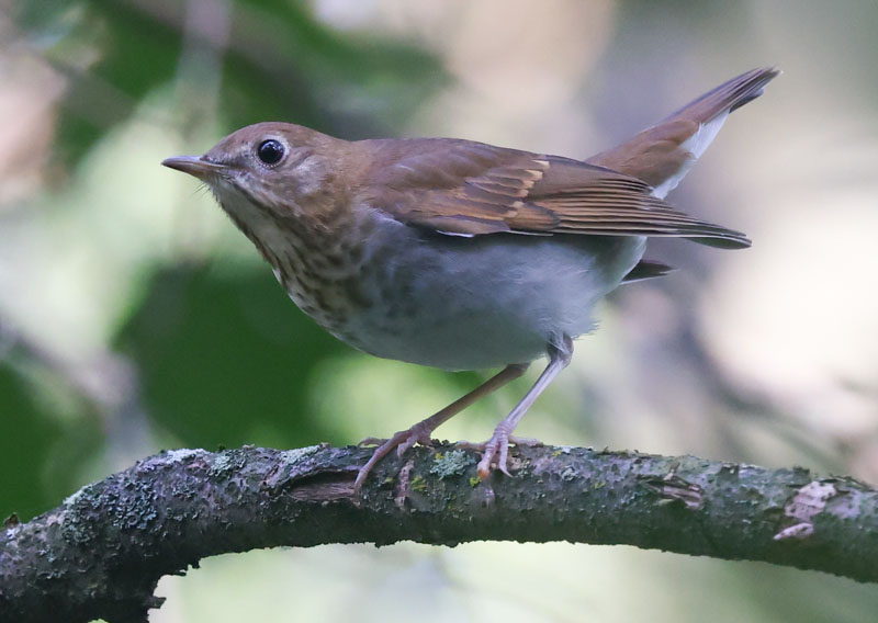 Veery photo #9