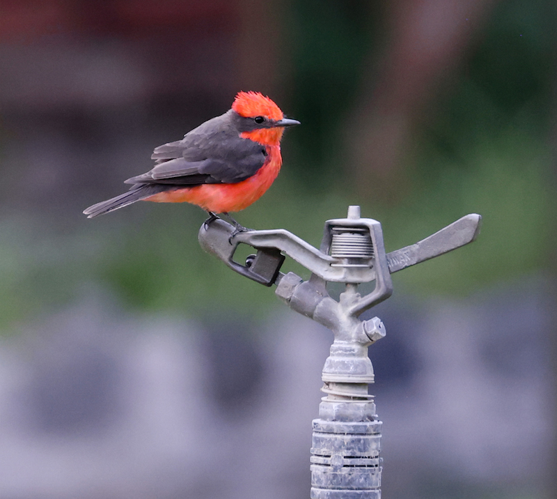 Vermilion Flycatcher