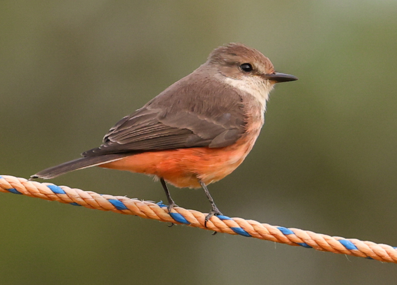 Vermilion Flycatcher