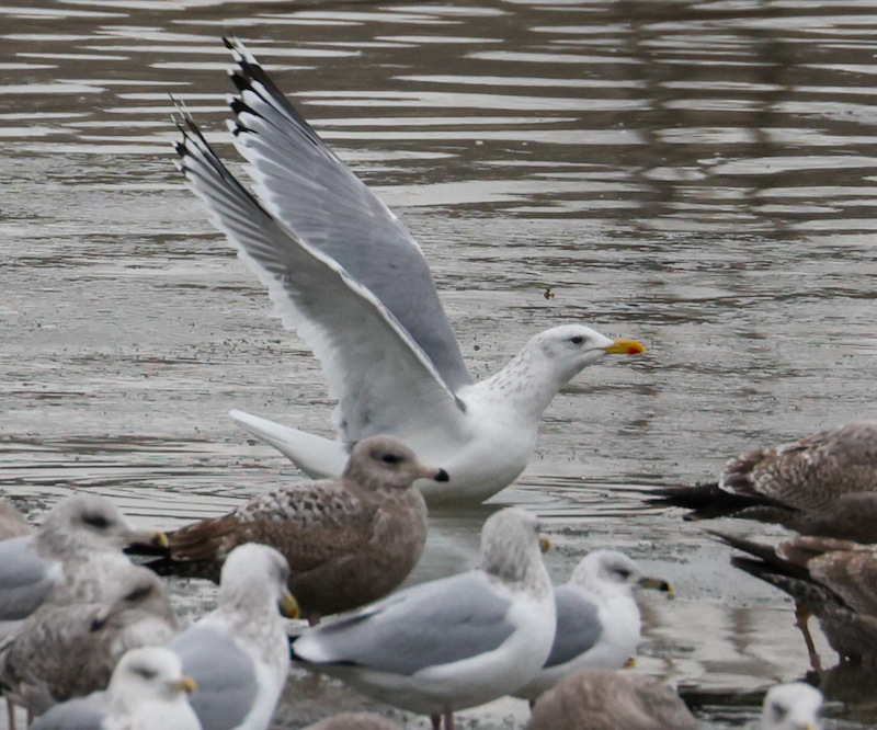 Vega Gull photo #4