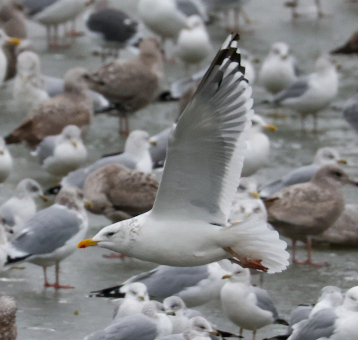 Vega Gull photo #6