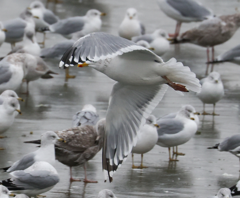 Vega Gull photo #5