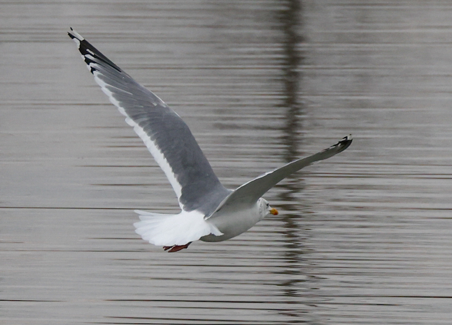 Vega Gull photo #7