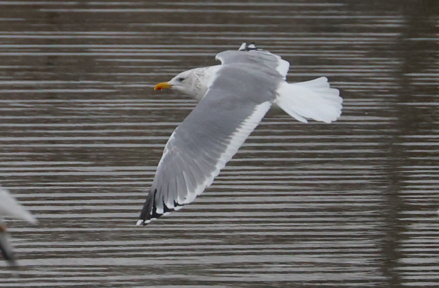 Vega Gull photo #3