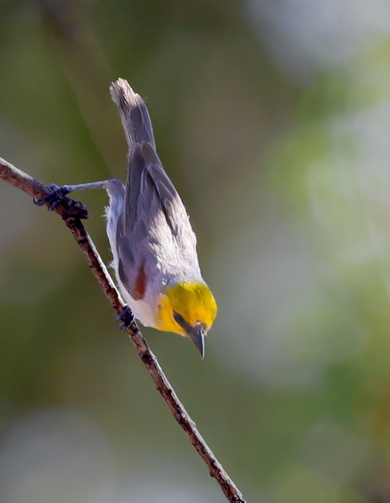 Verdin