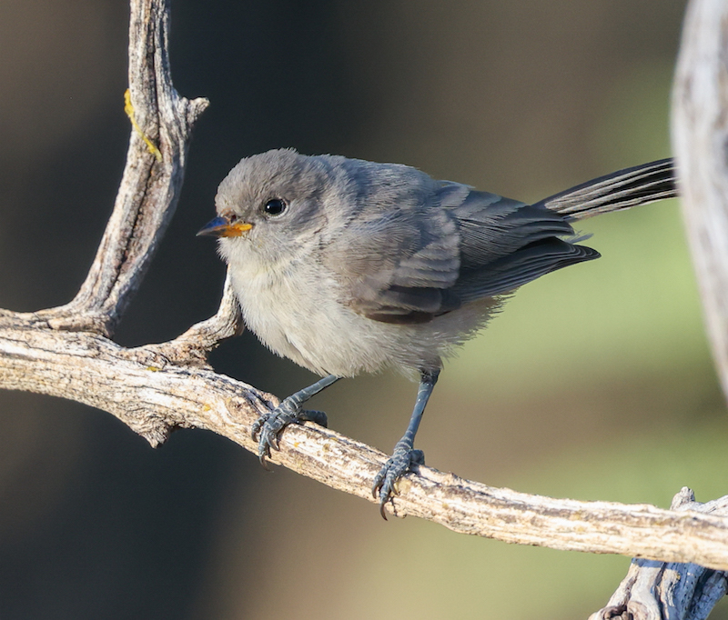 Verdin (juvenile)