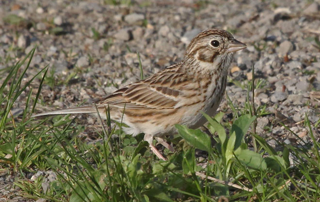 Vesper Sparrow Photo 1