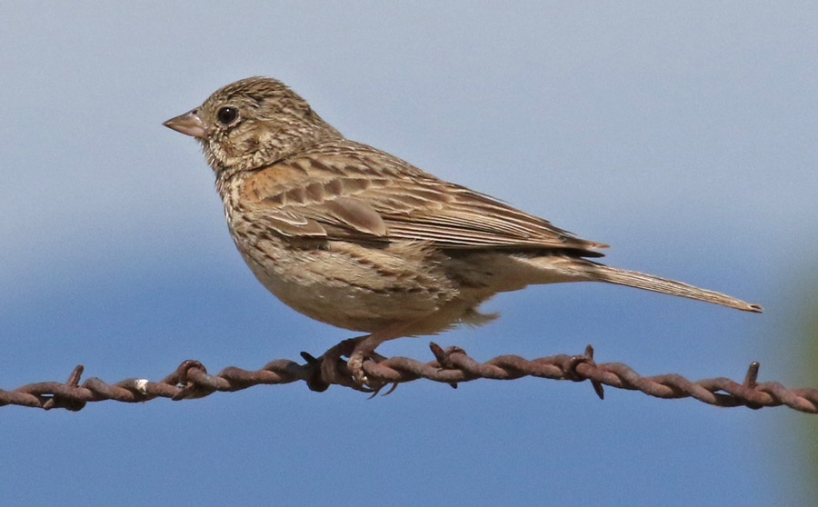 Vesper Sparrow Photo 4