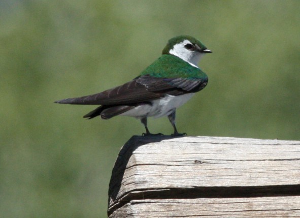 Violet-green Swallow photo #1