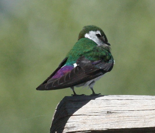 Violet-green Swallow photo #2
