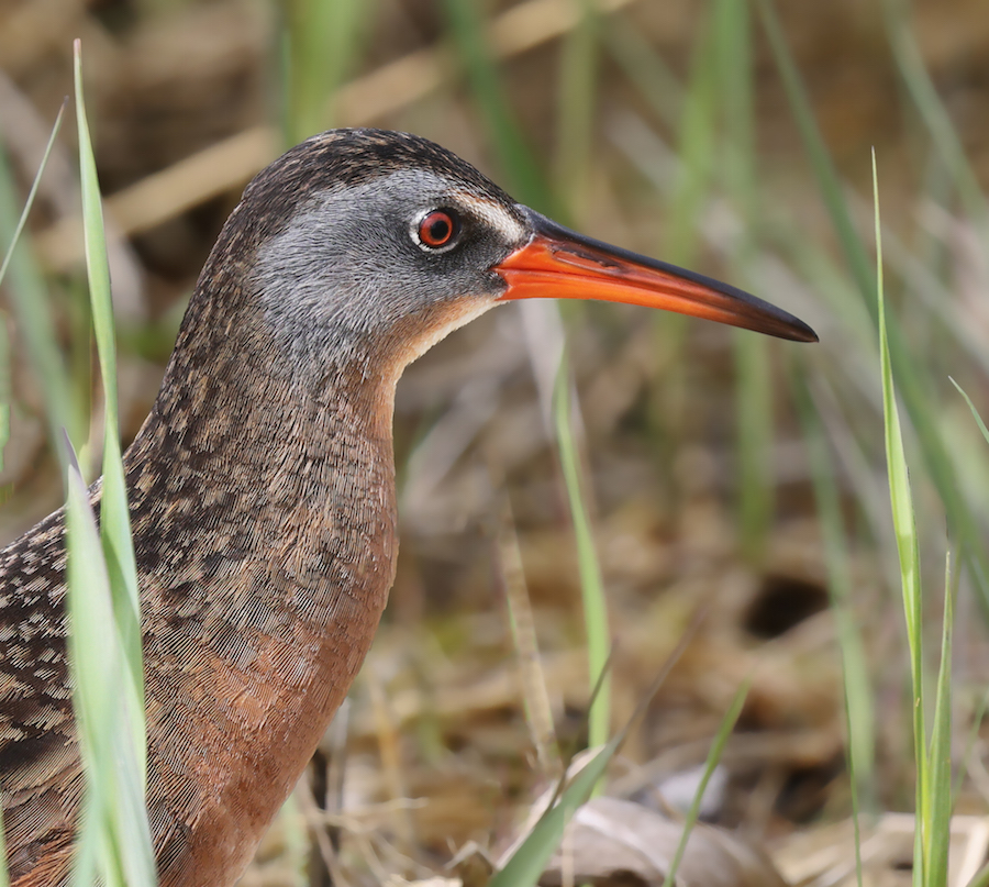 Virginia Rail