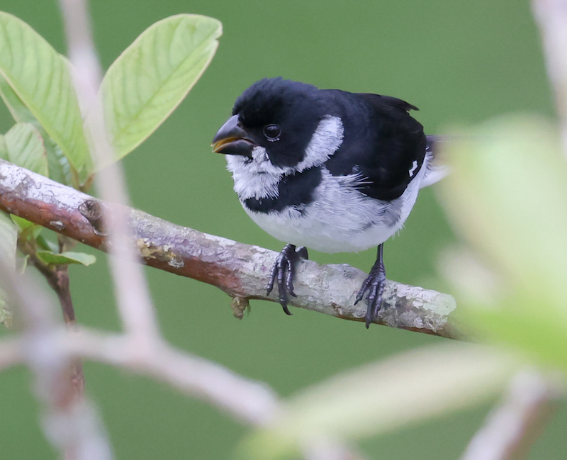 Variable Seedeater