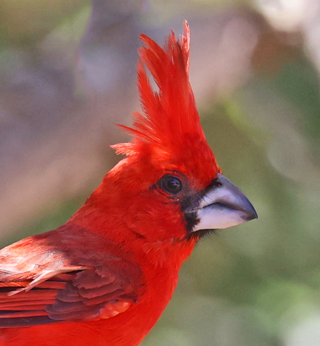 Vermilion Cardinal