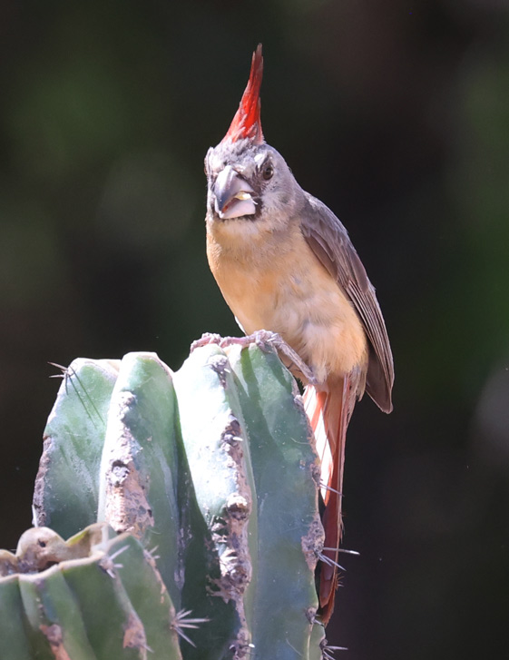Vermilion Cardinal