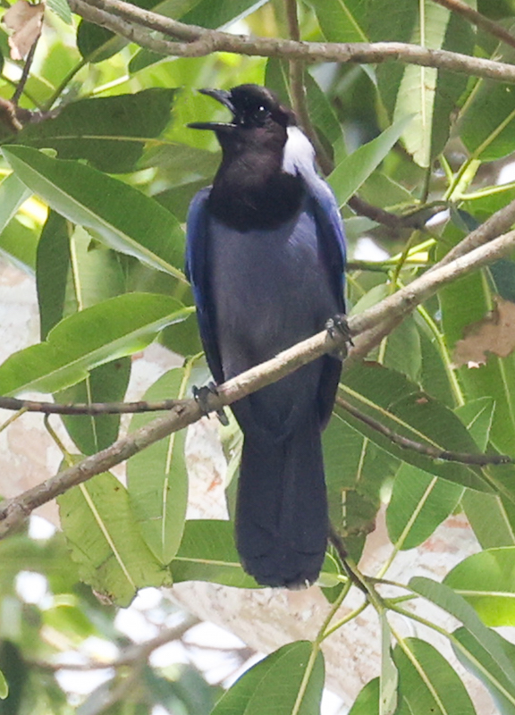 Violaceous Jay