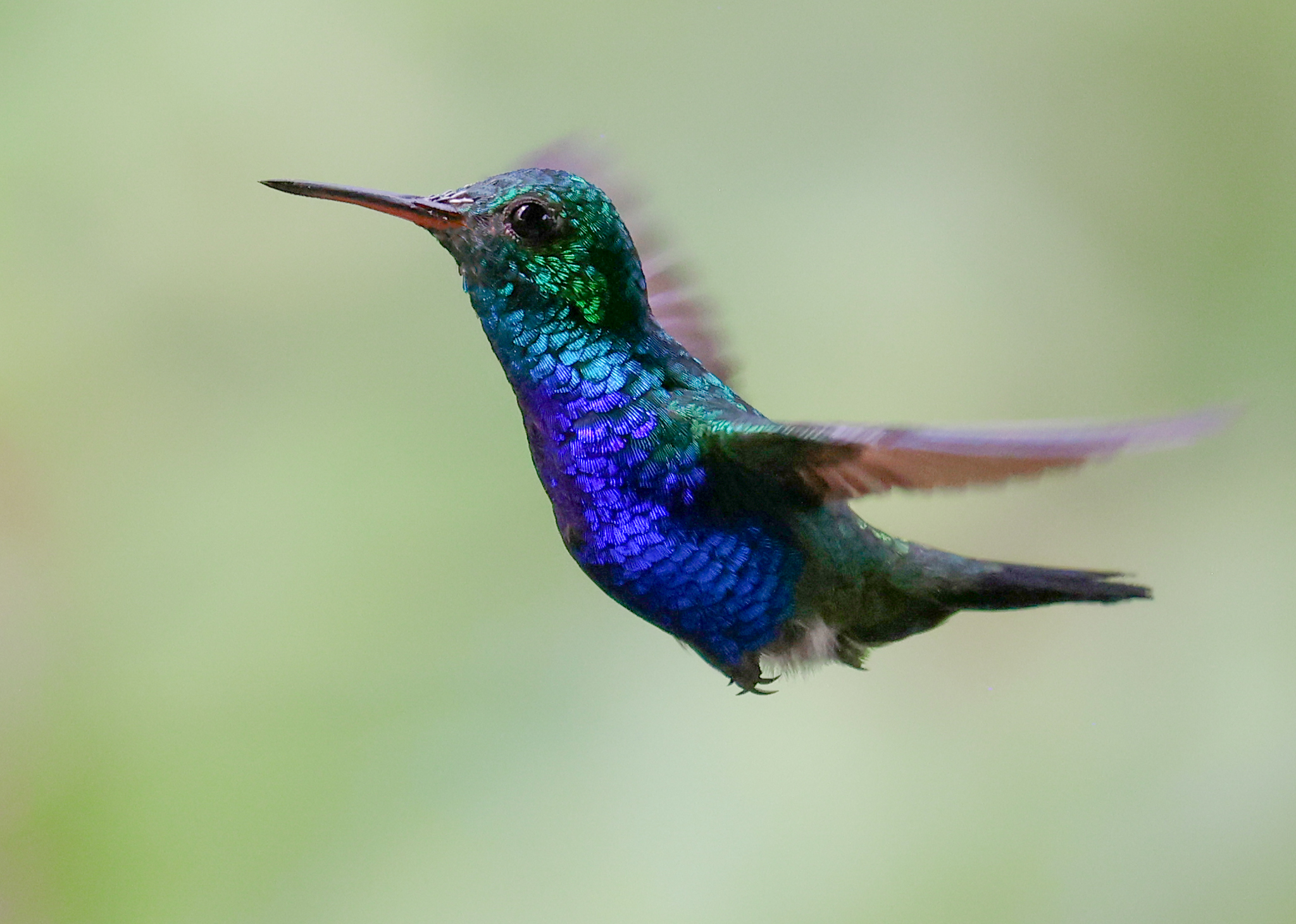 Violet-bellied Hummingbird