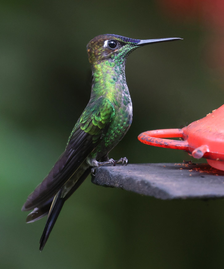 Violet-fronted Brilliant