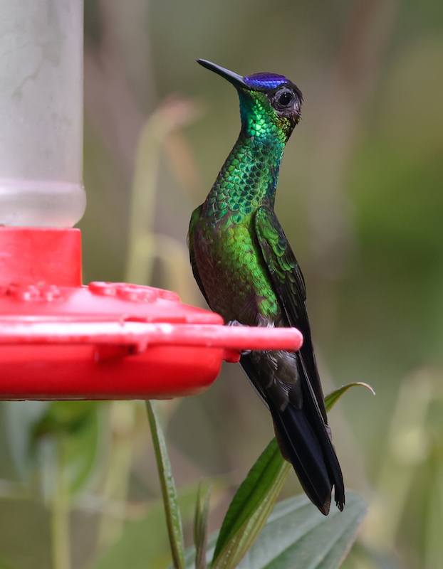 Violet-fronted Brilliant