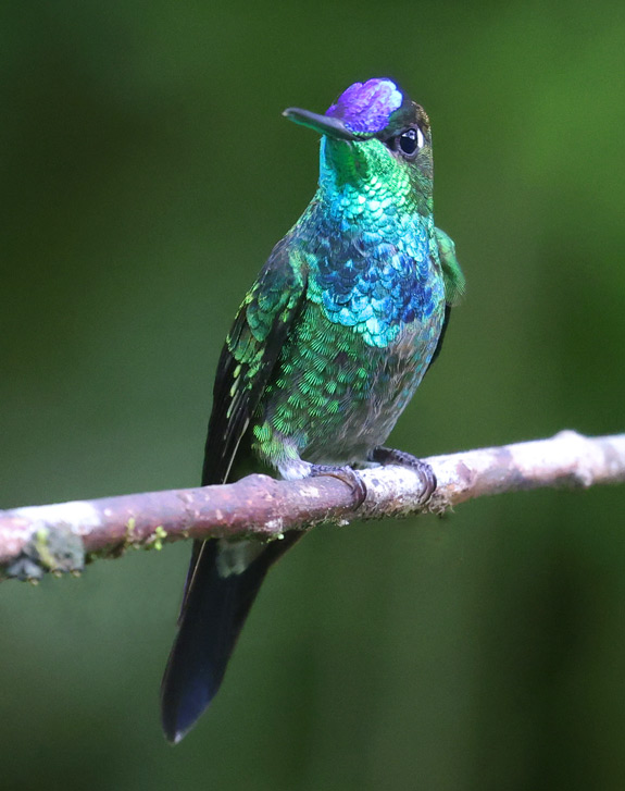 Violet-fronted Brilliant
