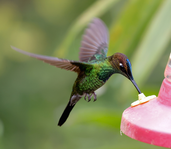 Violet-fronted Brilliant