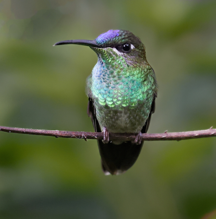 Violet-fronted Brilliant