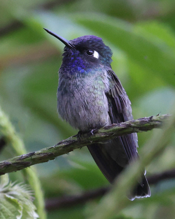 Violet-headed Hummingbird