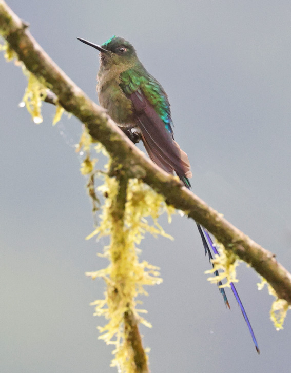 Violet-tailed Sylph