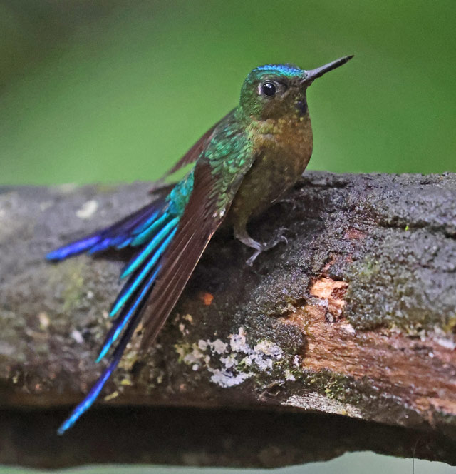 Violet-tailed Sylph