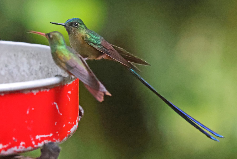 Violet-tailed Sylph