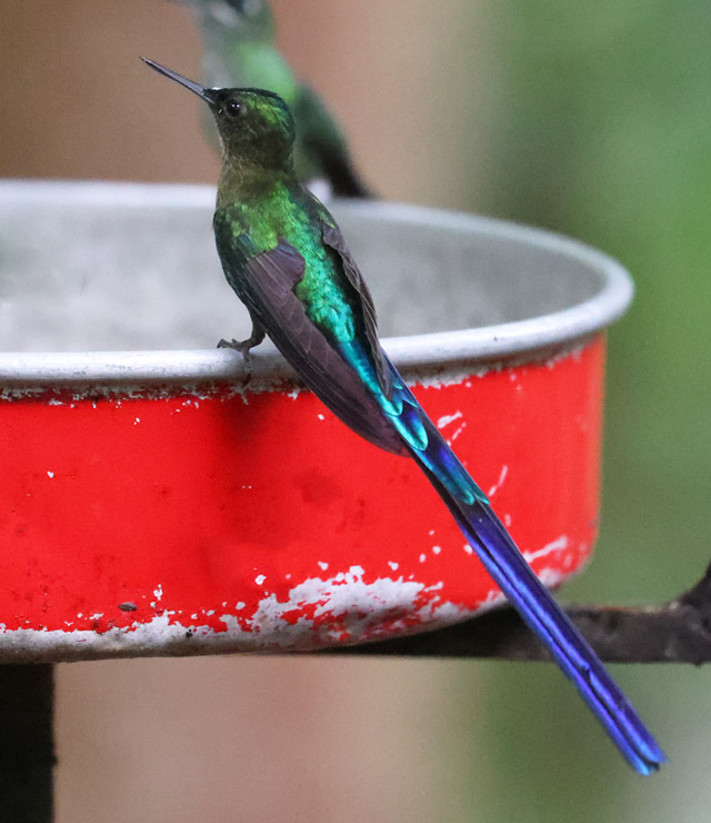 Violet-tailed Sylph