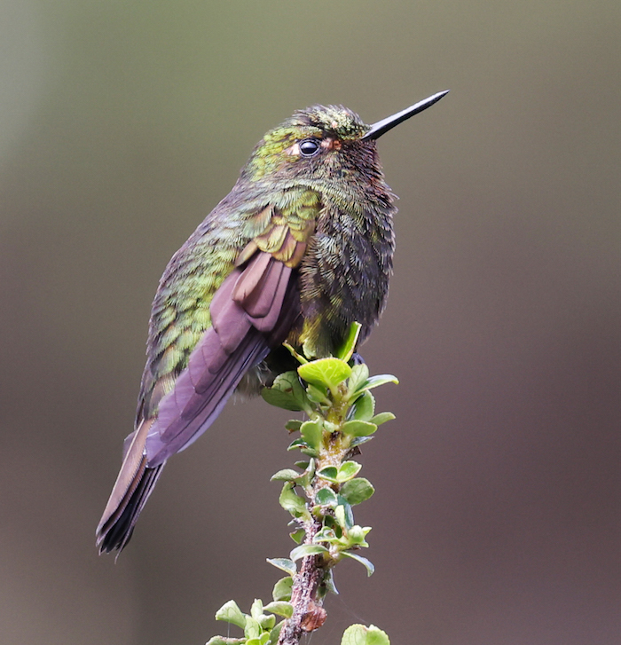 Viridian Metaltail