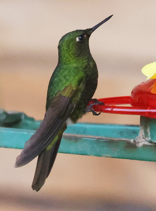 Viridian Metaltail