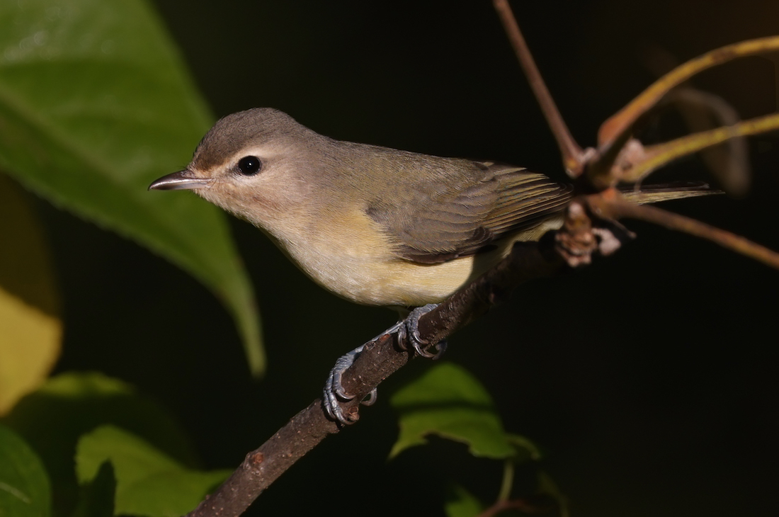 White-eyed Vireo