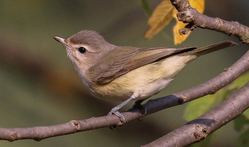 Warbling Vireo